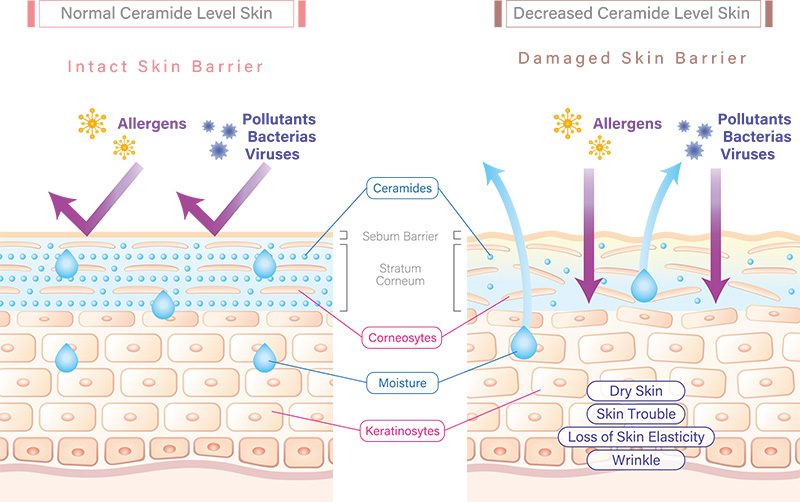 Illustration showing how ceramides create a barrier to lock in moisture and protect from irritants