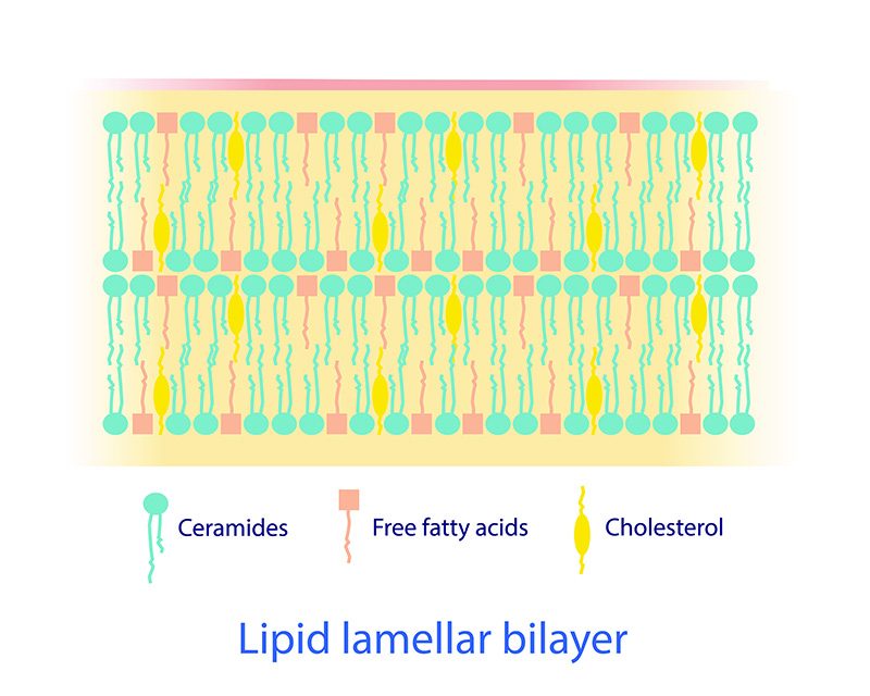 Cross-section diagram of the skin's stratum corneum showing the brick-and-mortar structure, with ceramides forming the lipid mortar between skin cells